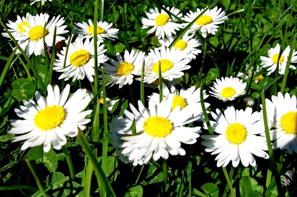 Nature Flower Flora