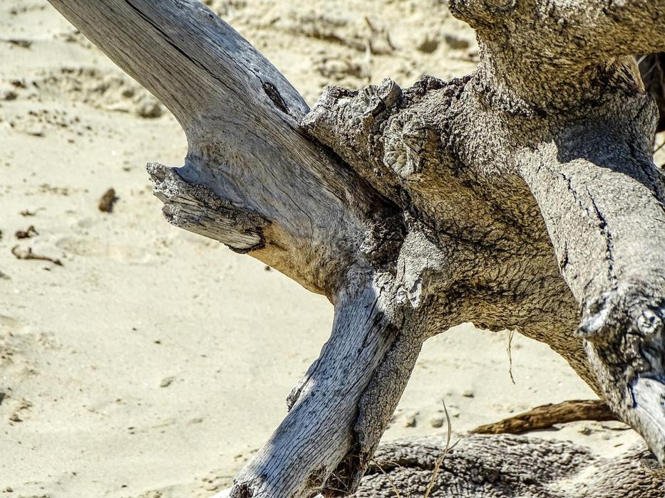 an old log in the sands