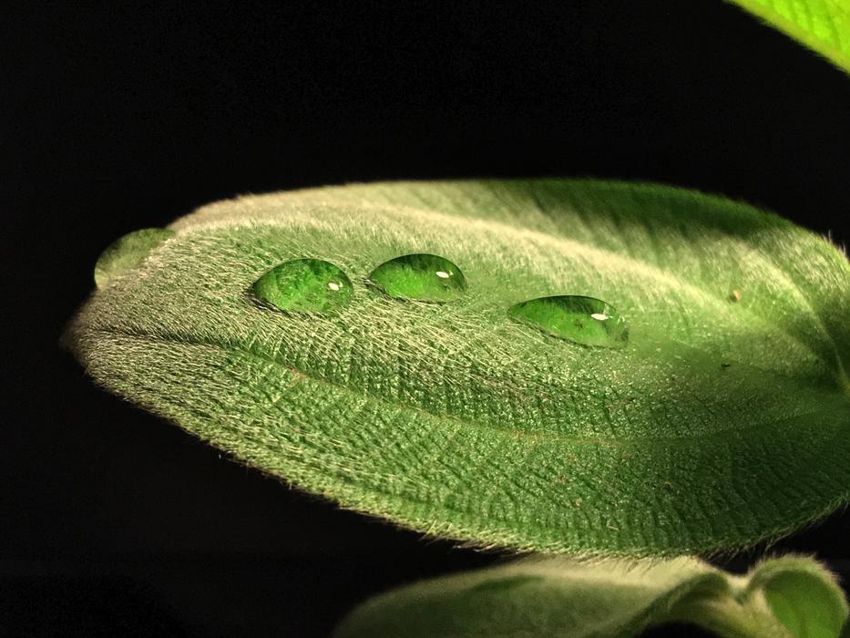 Leaf Hairy Drop Leaves