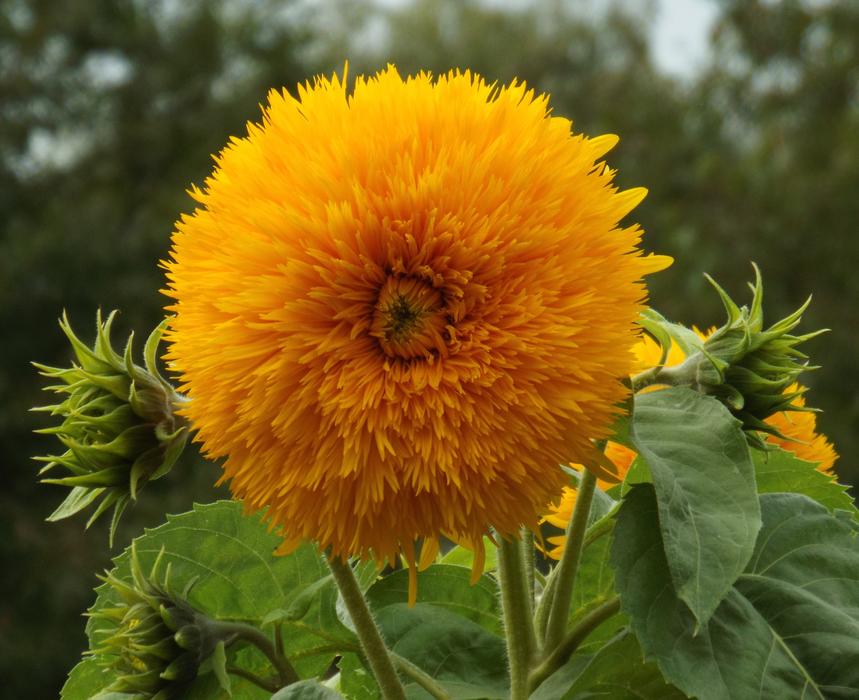 Flower Nature Plant