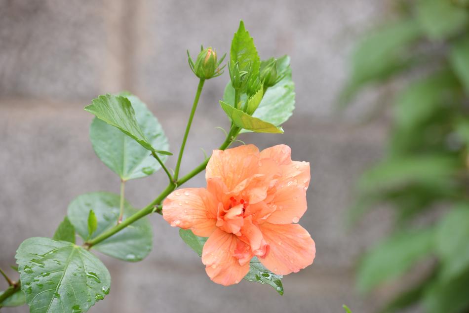 orange little flower in the foliage