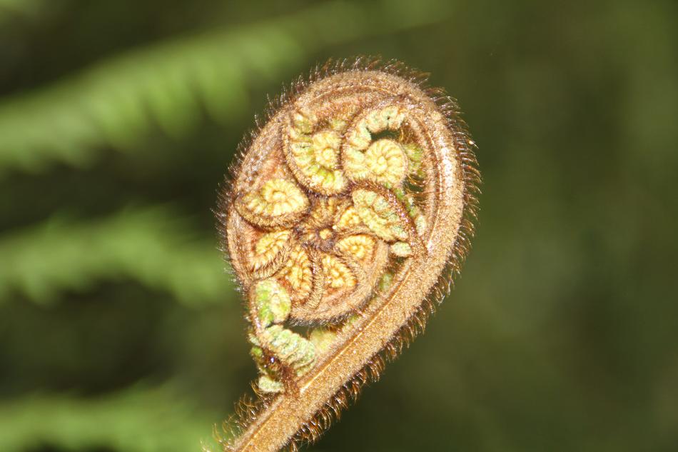 Fern Nature Plant