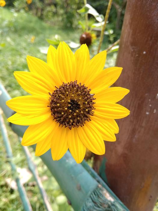 Sunflower macro blur nature