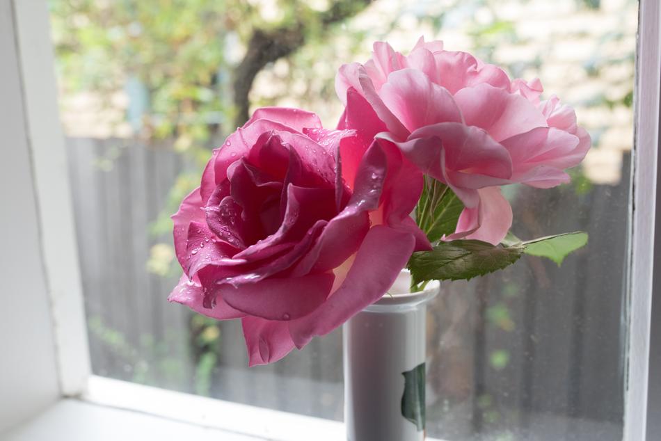 Rose Flower Floral