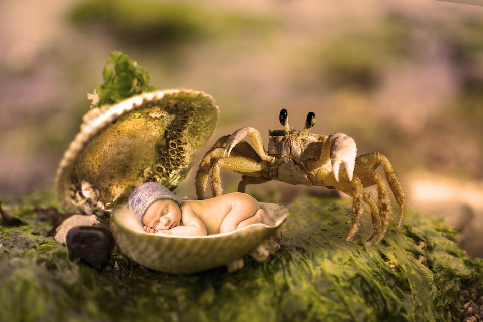 the little crab by the yellow seashell