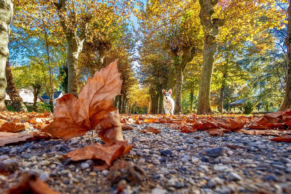 Autumn Sheet Nature