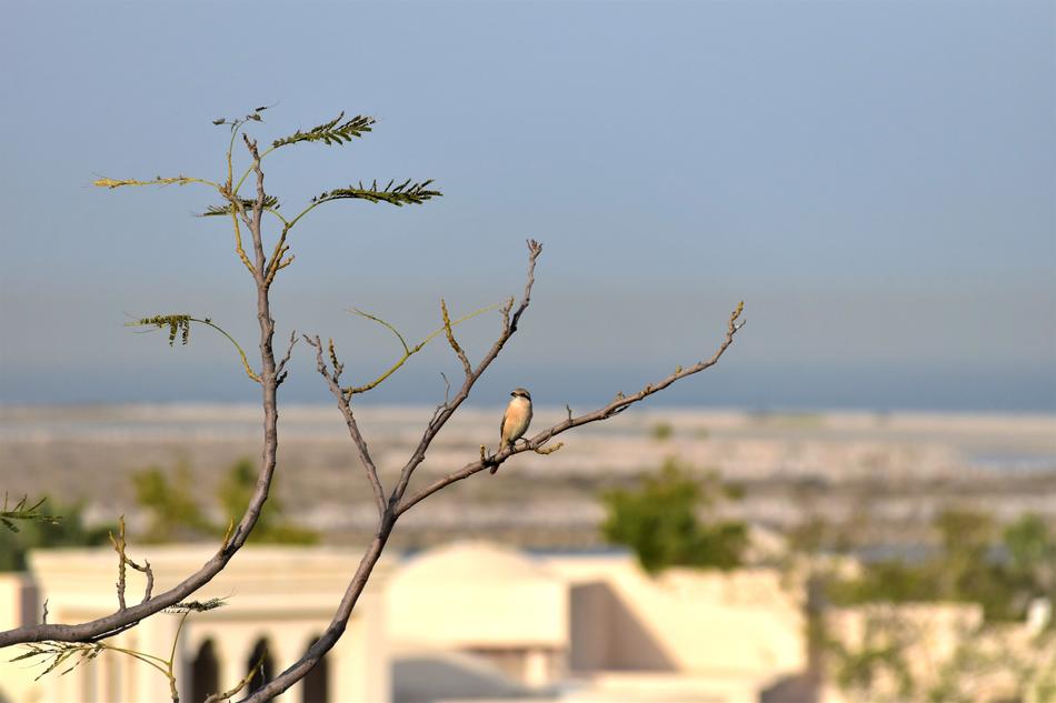 Nature Tree Bird