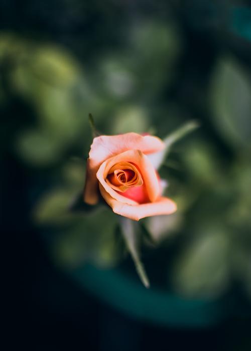 Bloom Flower Beautiful