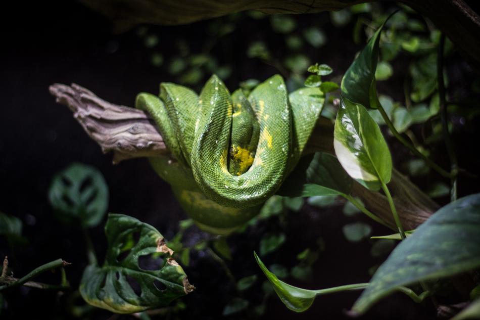 Leaf Nature Plant