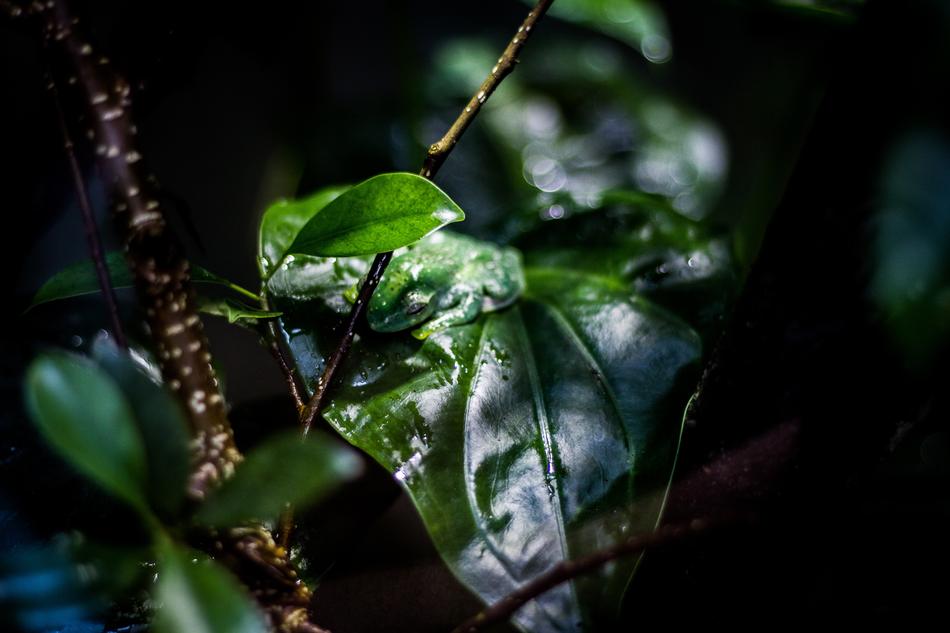 Leaf At The Court Of Plant