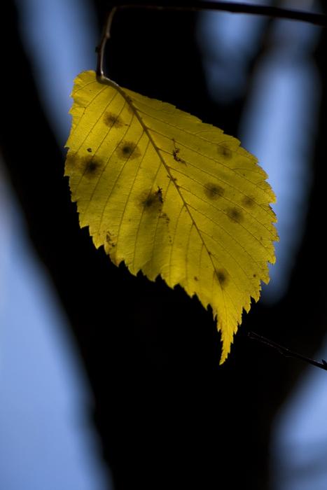 Leaf Autumn Nature