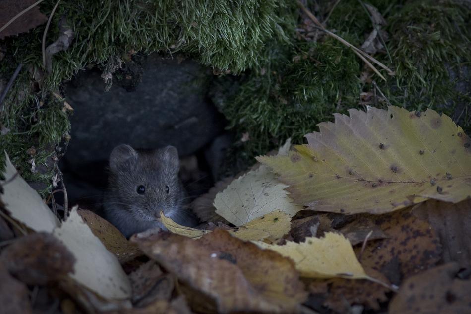 wild little mouse in the woods