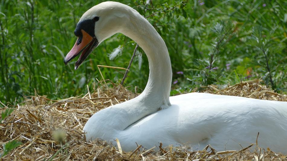 Swan Breed Swan'S Nest