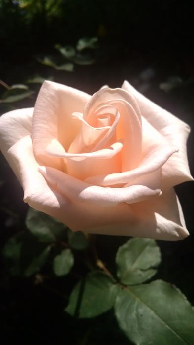 Nature Flower Love