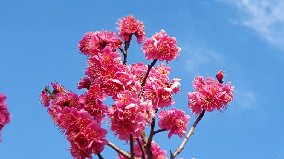Red Plum Flowers Spring Battled
