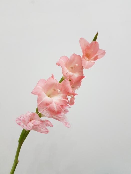 an unusual pink house flower