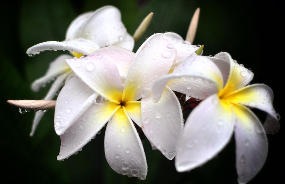 Flowers Nature Petal