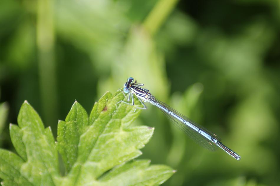 Dragonfly Nature Pond