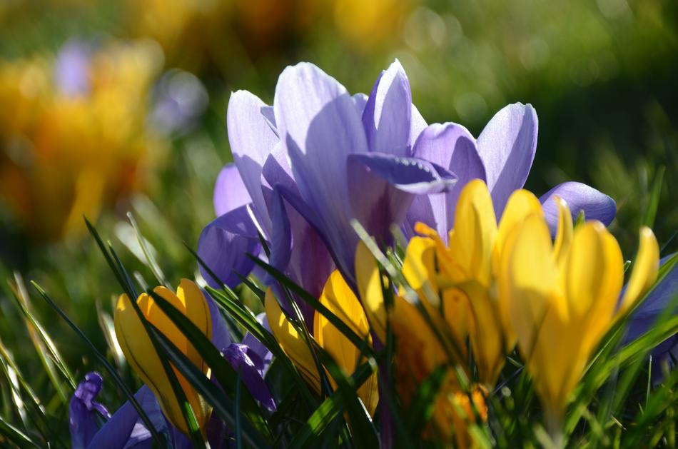 Flower Nature Plant