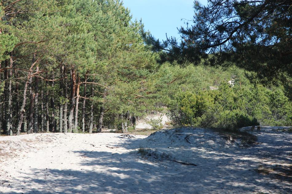 Forest Coniferous Nature