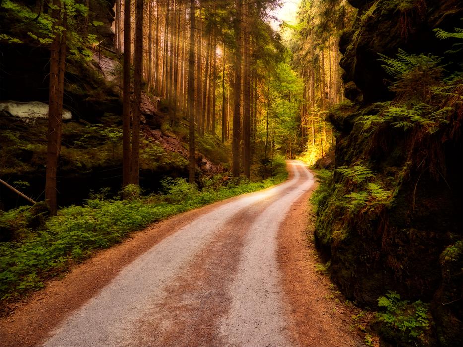 Trail Nature Landscape