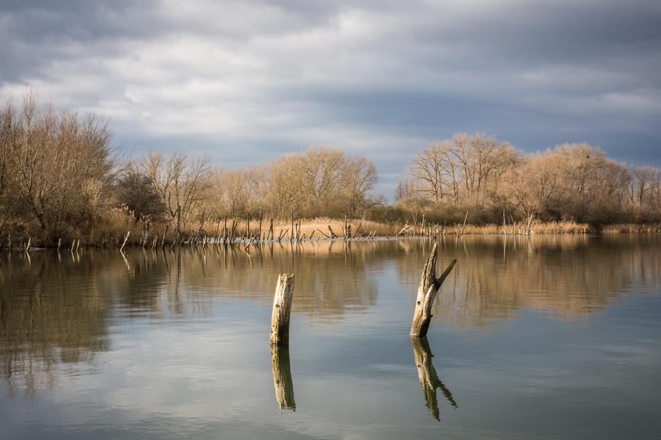 Nature Reflection Tree