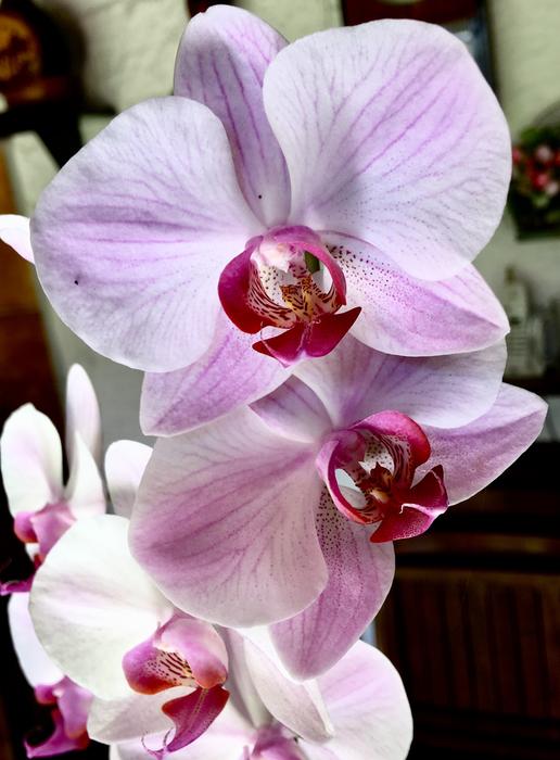 Orchid Pink Flower