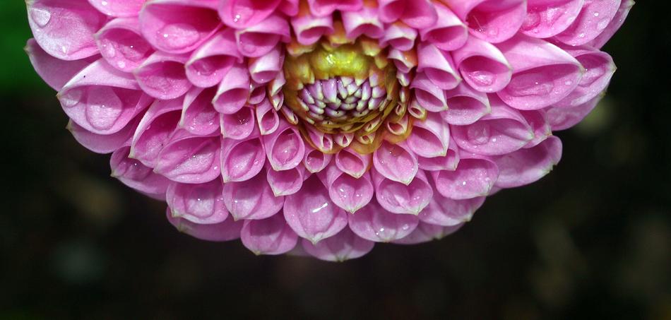 Flower Nature Flora