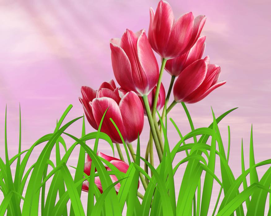 Nature Plant Flower