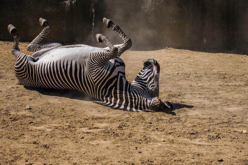 Fauna Nature Mammal