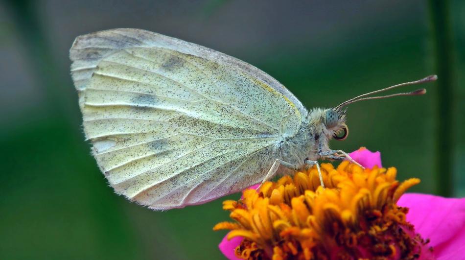 Nature Insect Butterfly Day