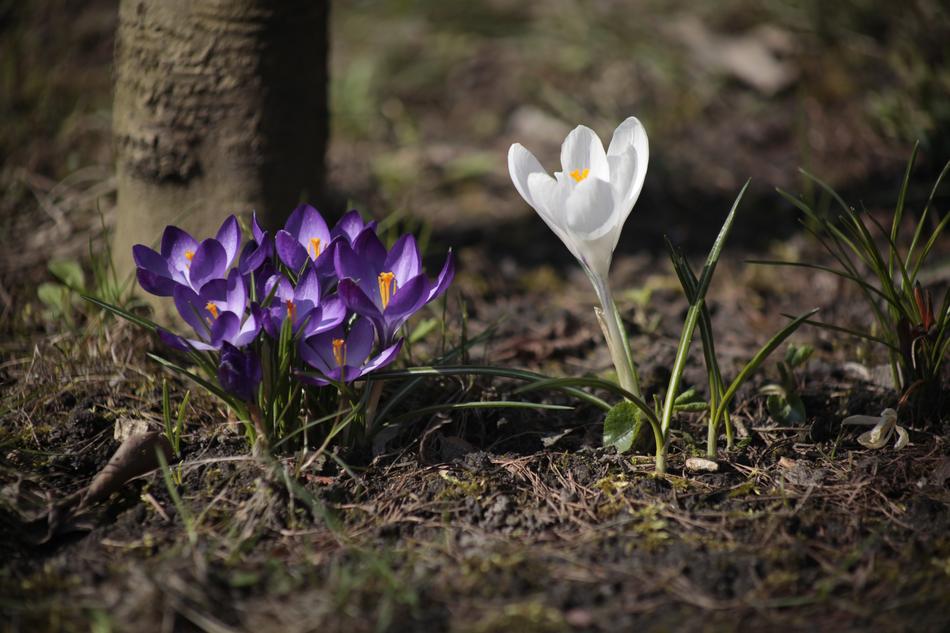Nature Plant Flower