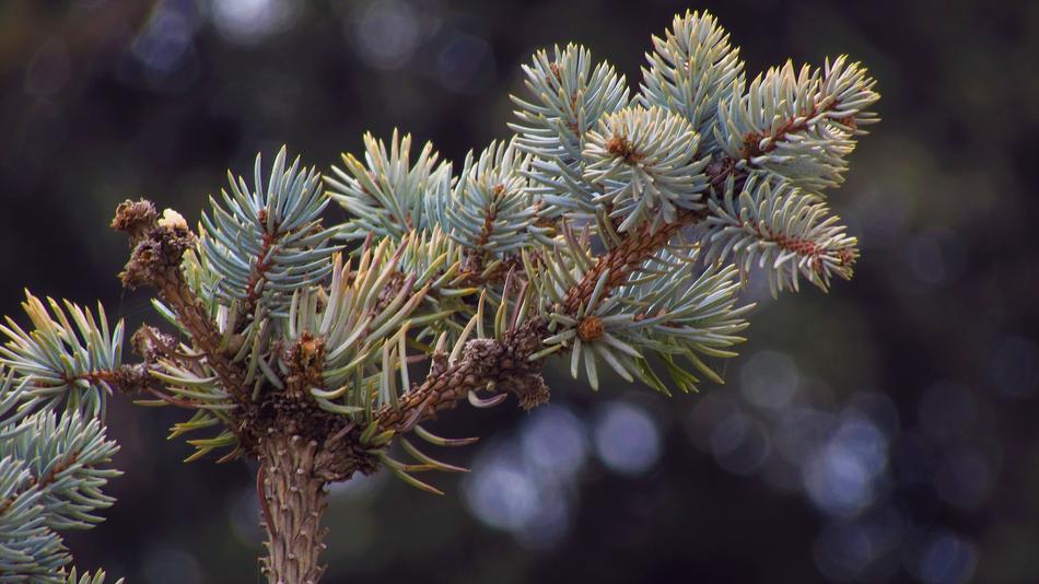 Tree Sewing Needles Winter