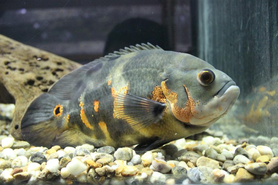 big fish in a tank
