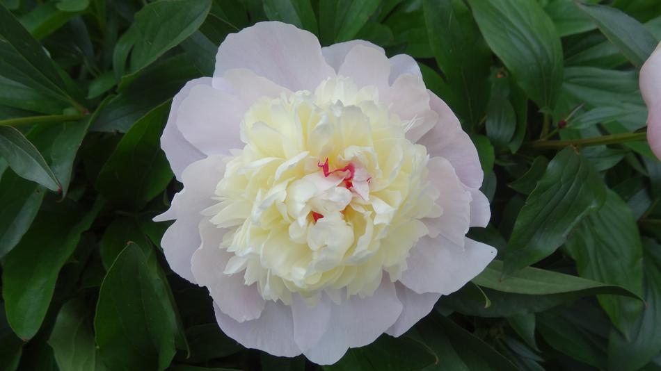 Peony Plant Nature