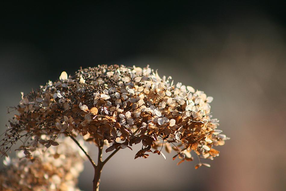 Nature Flower Plant