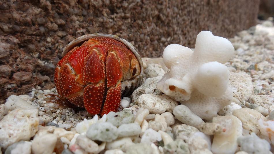 Nature Beach Cancer