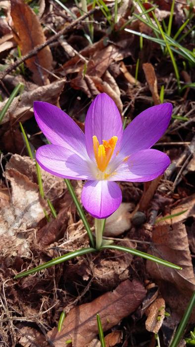 Flower Crocus Spring