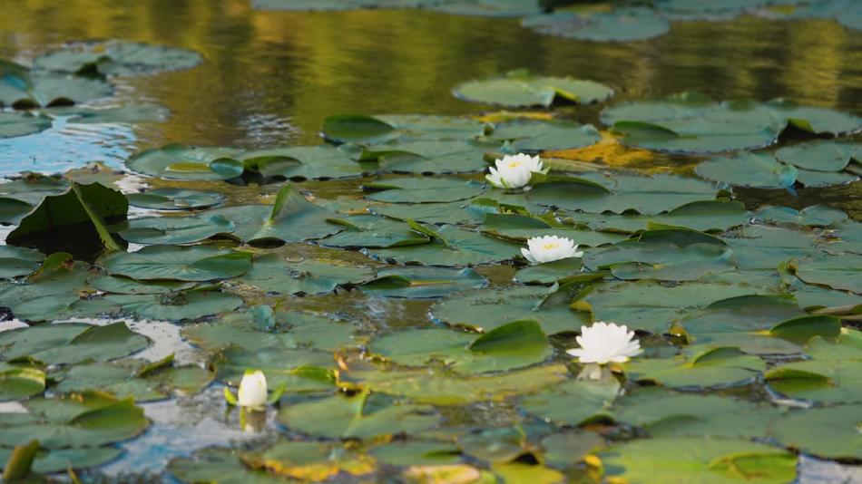 Pool Water Lake