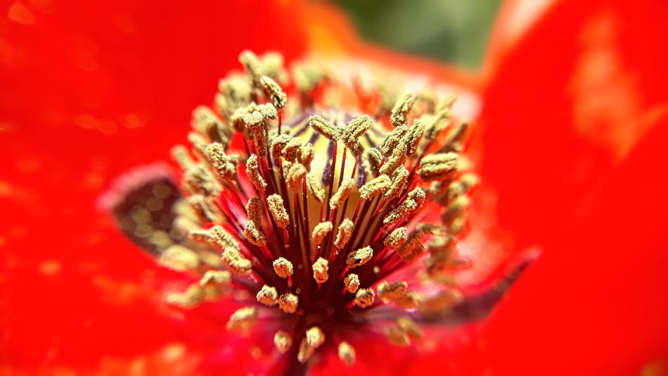 Flower Nature Closeup