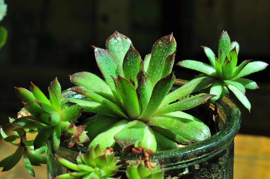 Succulent Plant Thick Sheet