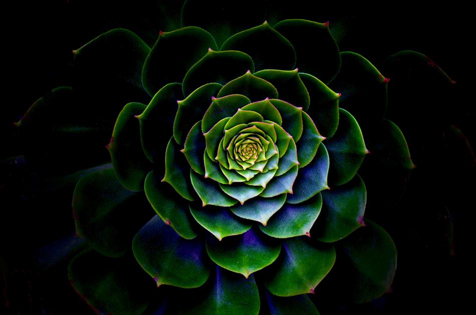 Nature Desktop Flora