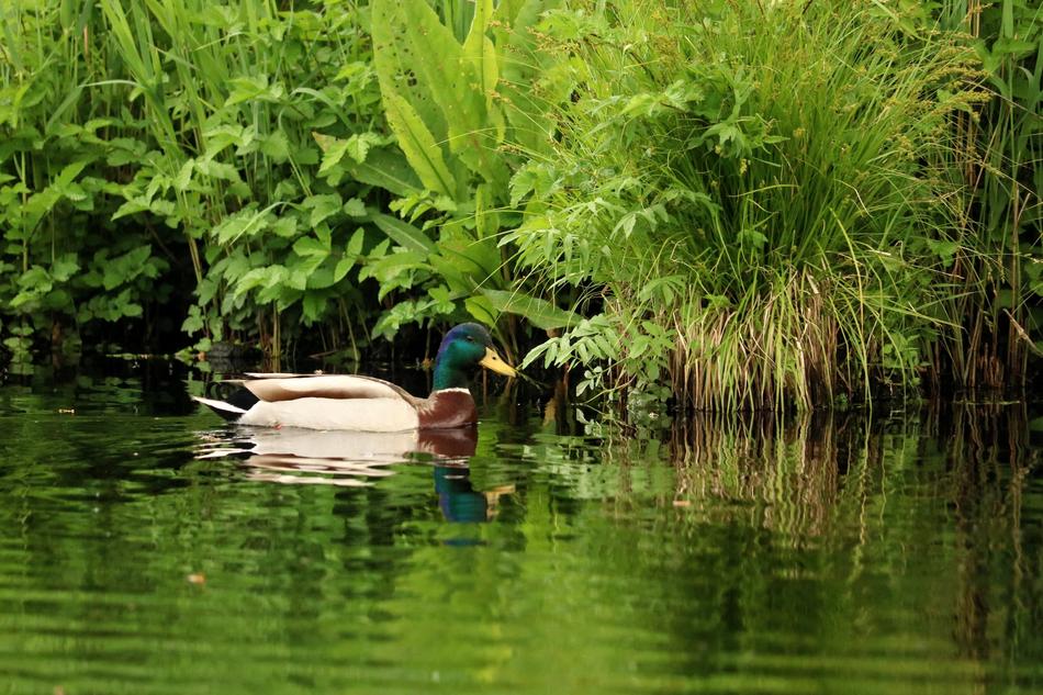 Drake Duck Swim