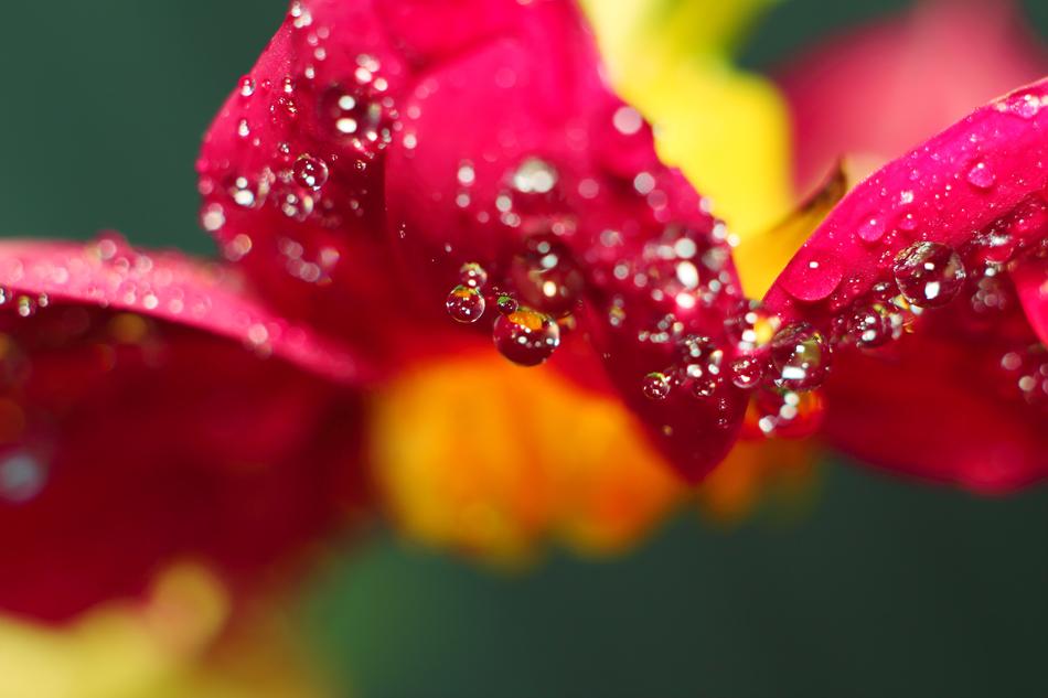 Nature Flower Plant
