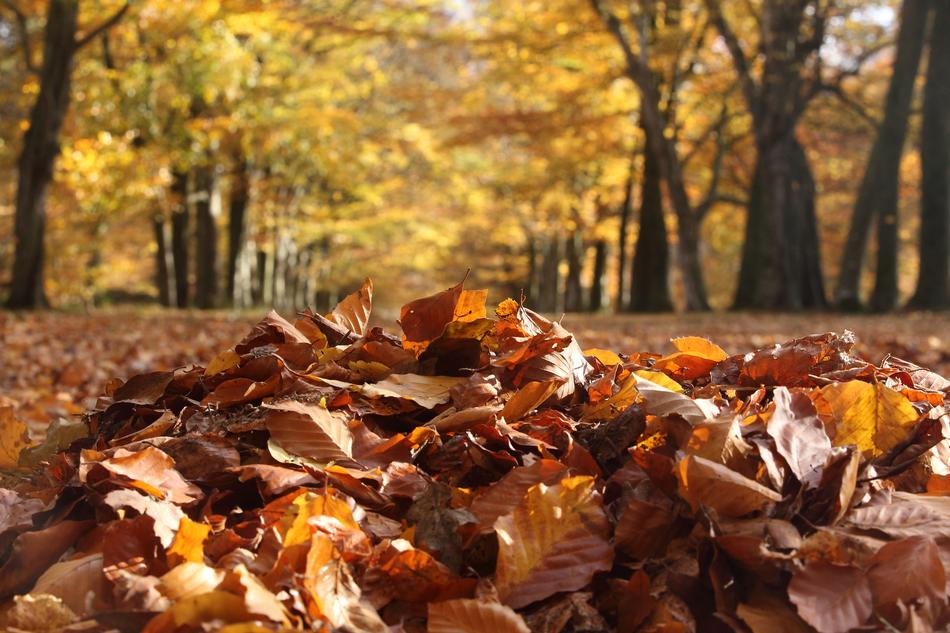 Fall Nature
