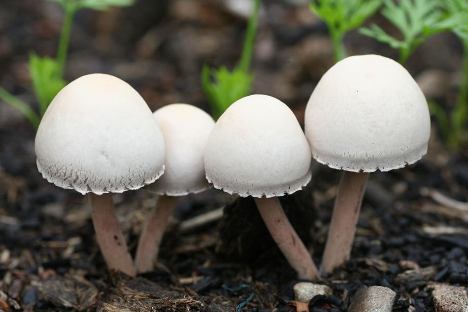 Mushrooms Garden Salads