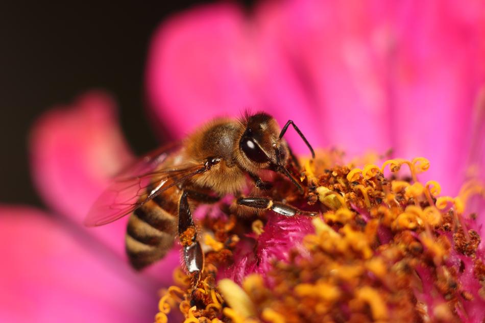 Bee Nature Insect