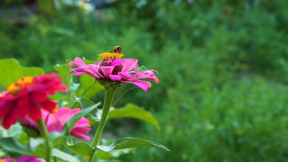 Nature Flower Plant