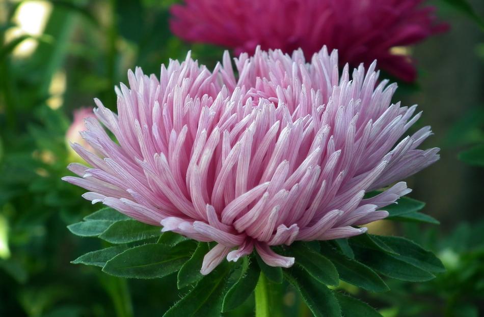 Nature Flower Aster