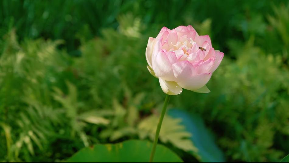 Nature Flower Flora